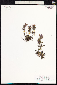 Pedicularis verticillata image