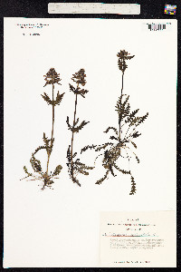 Pedicularis verticillata image
