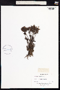 Pedicularis verticillata image