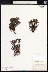 Pedicularis verticillata image