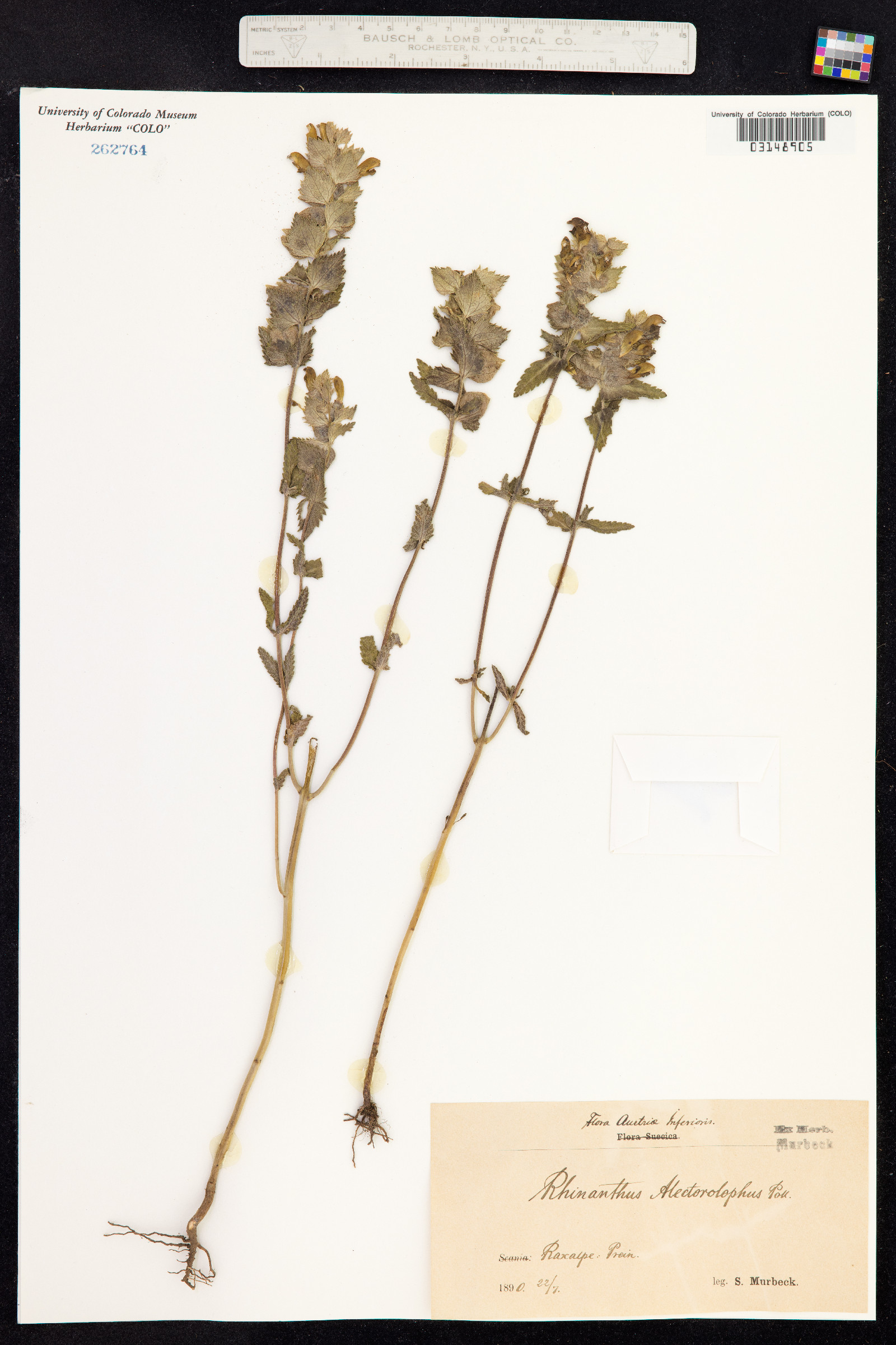 Rhinanthus major image