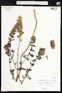 Rhinanthus major image