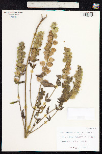 Rhinanthus major image