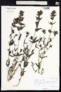 Rhinanthus minor image