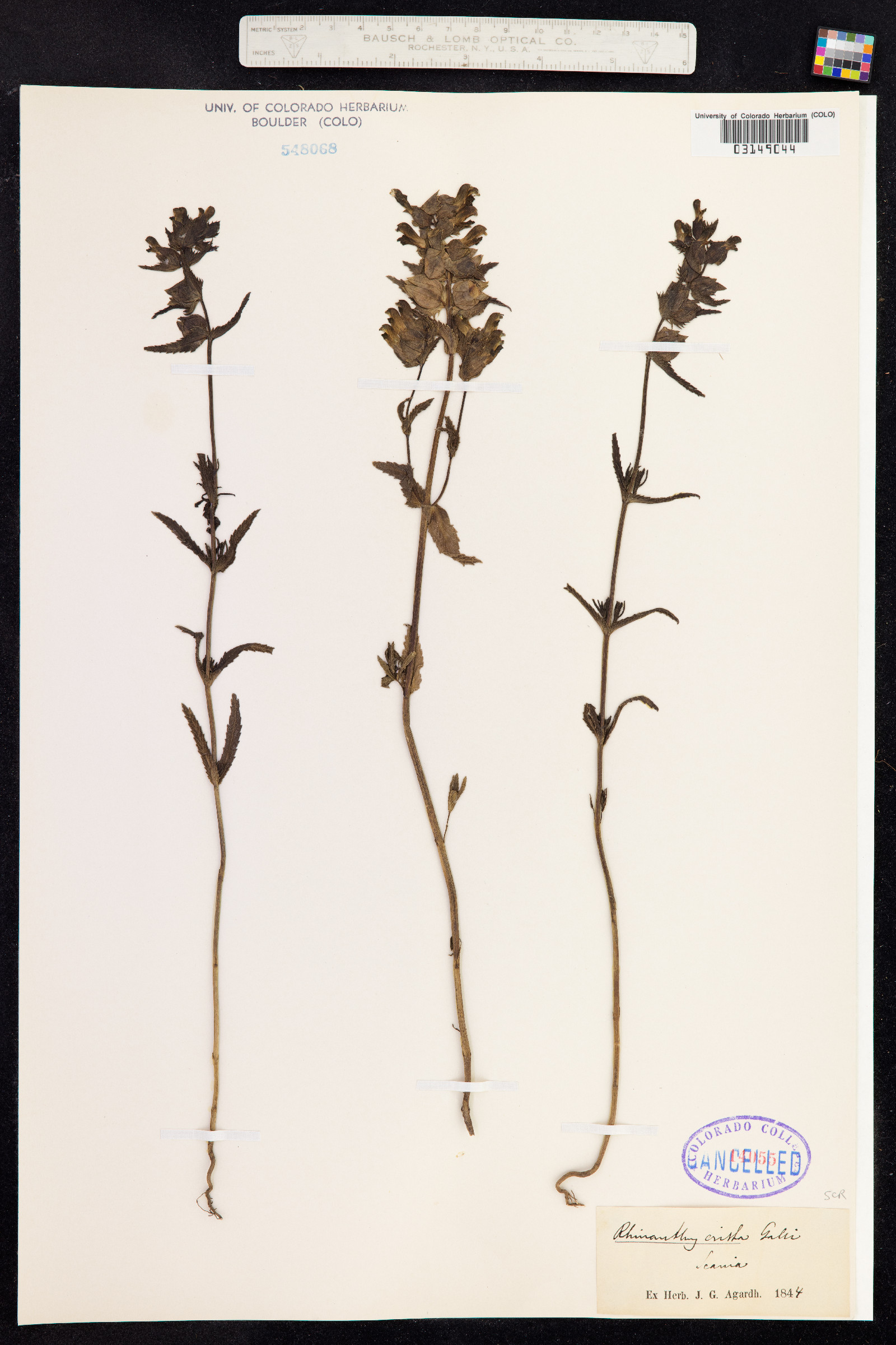 Rhinanthus minor ssp. minor image