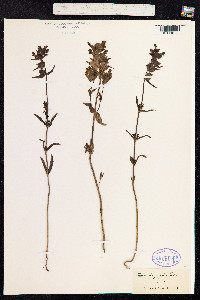 Rhinanthus minor image