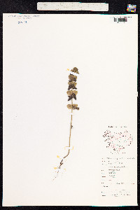 Rhinanthus minor image