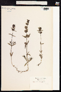 Rhinanthus minor image