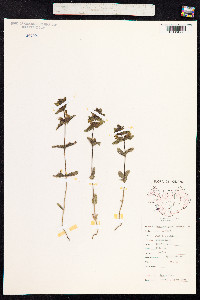 Rhinanthus minor image