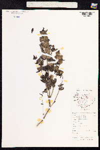 Rhinanthus minor image