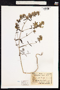 Rhinanthus major image