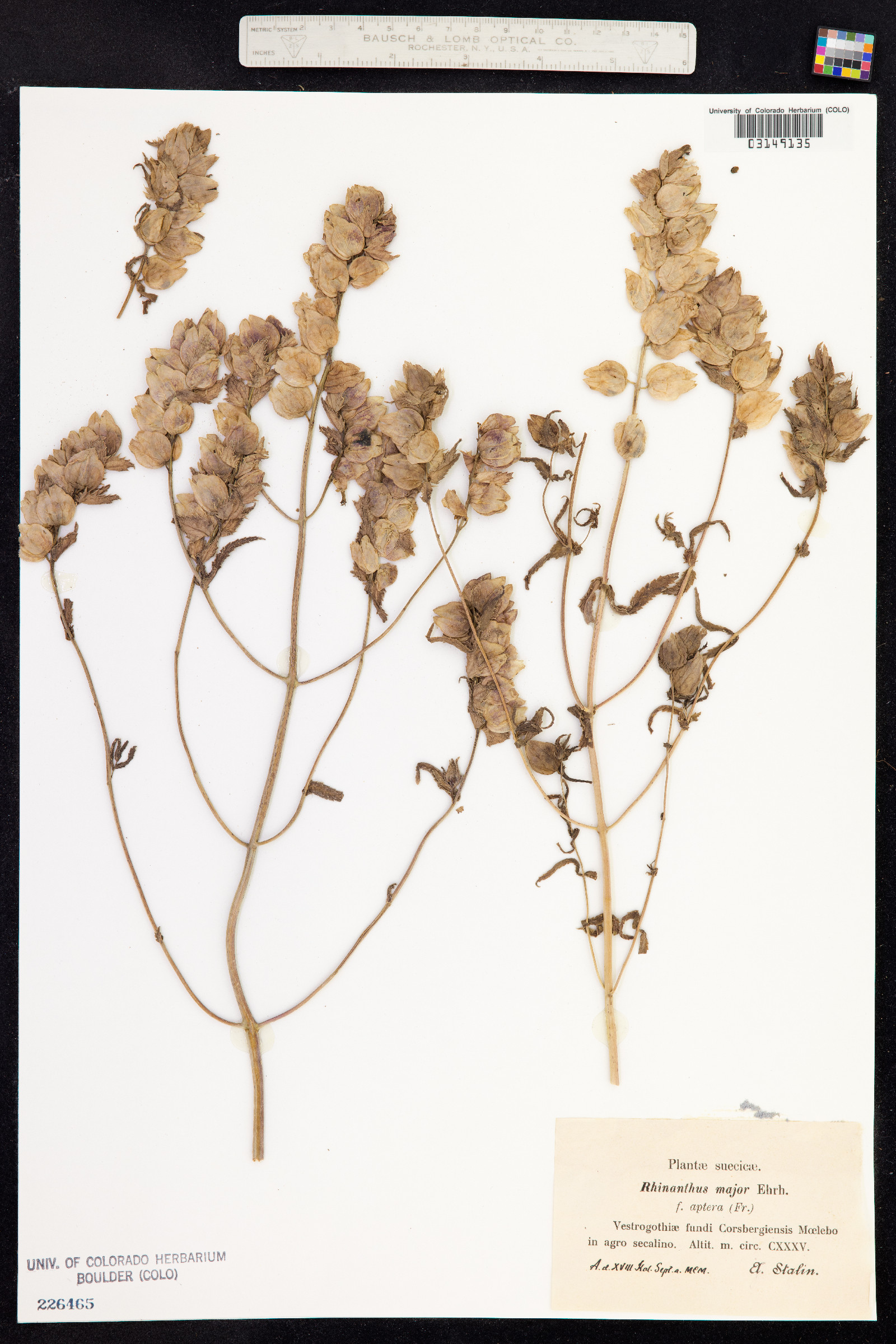Rhinanthus major image