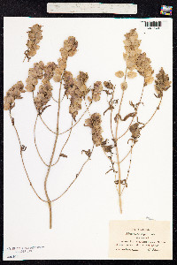 Rhinanthus major image