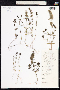 Rhinanthus major image