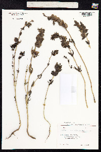 Rhinanthus major image