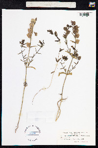 Rhinanthus minor image