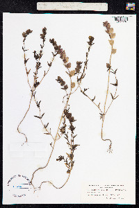 Rhinanthus minor image