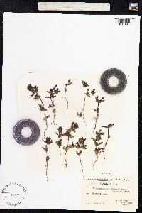 Rhinanthus minor image