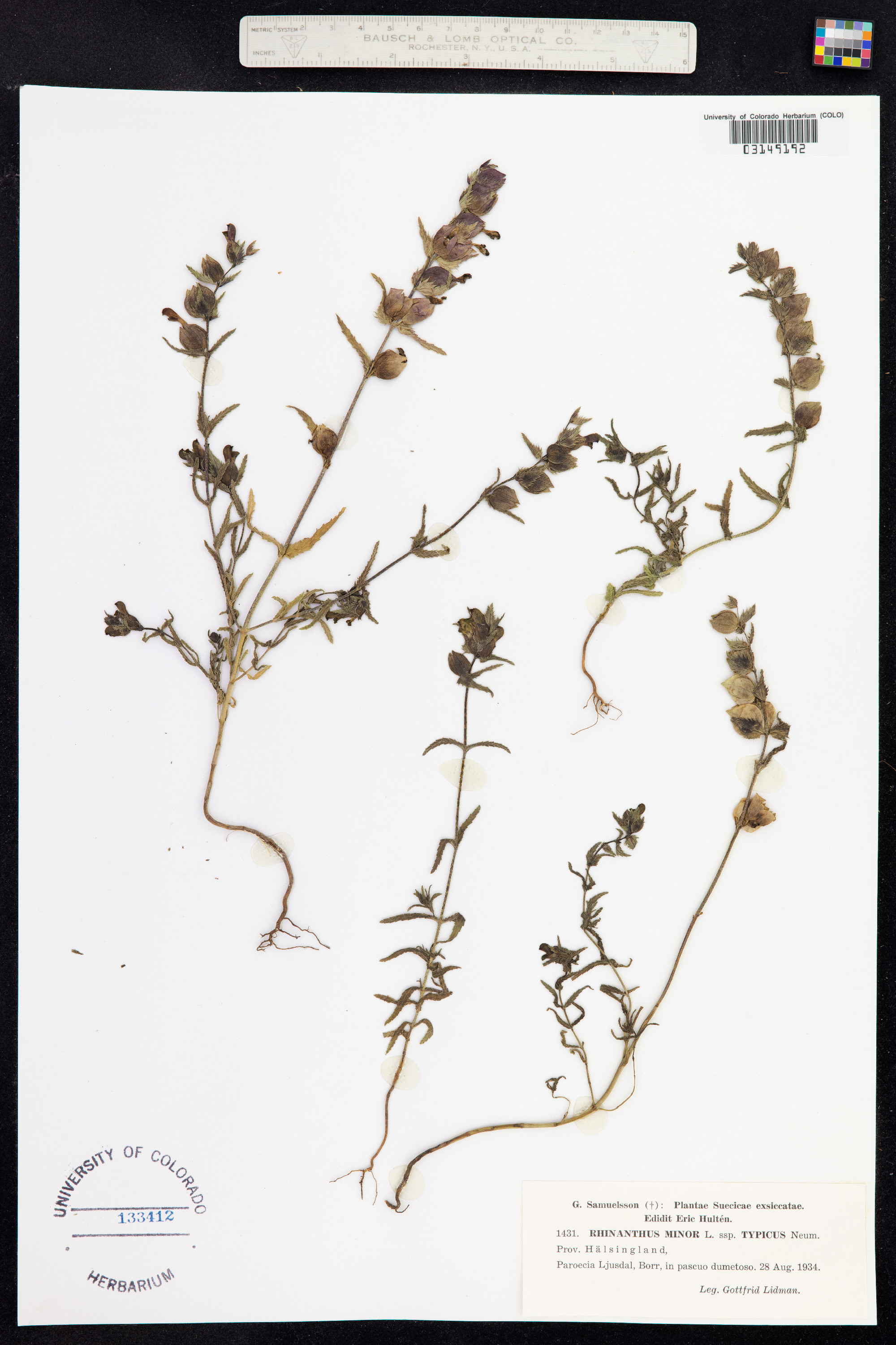Rhinanthus minor image