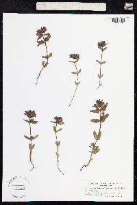 Rhinanthus minor image
