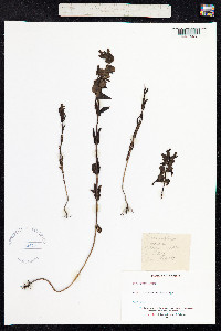 Rhinanthus minor image
