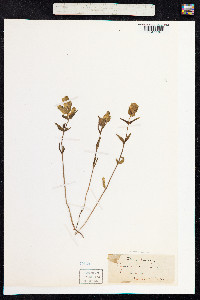 Rhinanthus minor image
