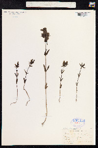 Rhinanthus minor image
