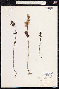 Rhinanthus minor image