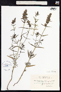 Rhinanthus minor image
