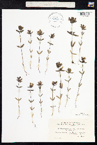 Rhinanthus minor image