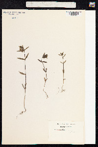 Rhinanthus minor image