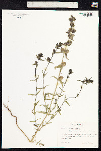 Rhinanthus minor image