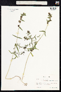 Rhinanthus minor image