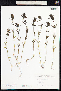 Rhinanthus minor image