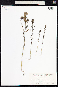 Rhinanthus minor image