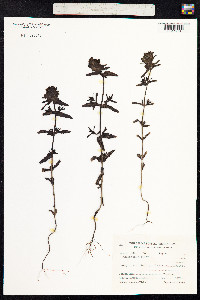 Rhinanthus minor image