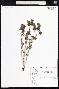 Rhinanthus minor image