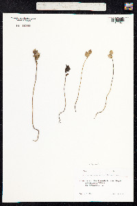 Rhinanthus minor image