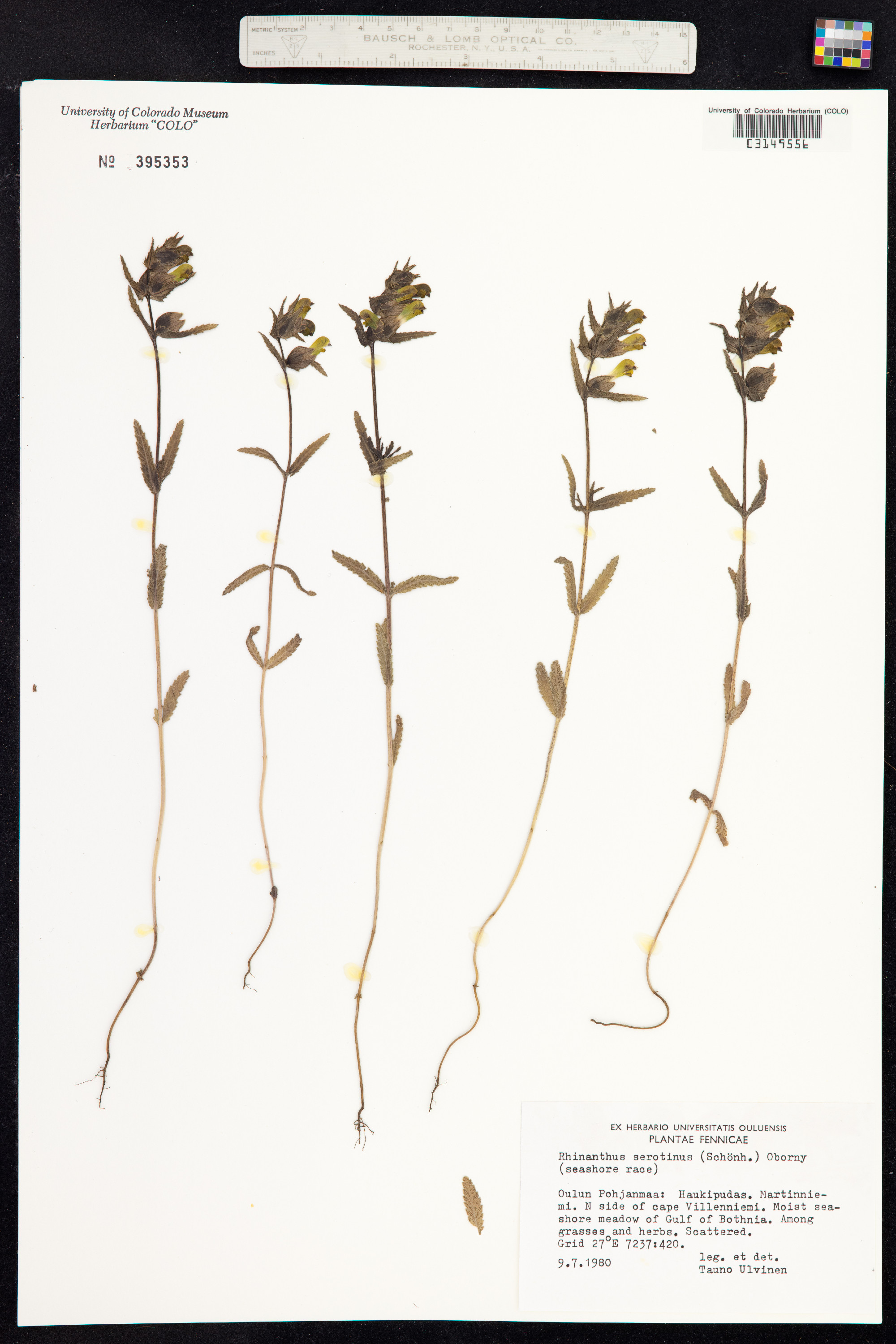 Rhinanthus serotinus image