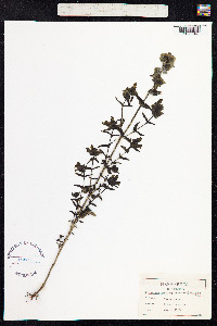 Rhinanthus minor image