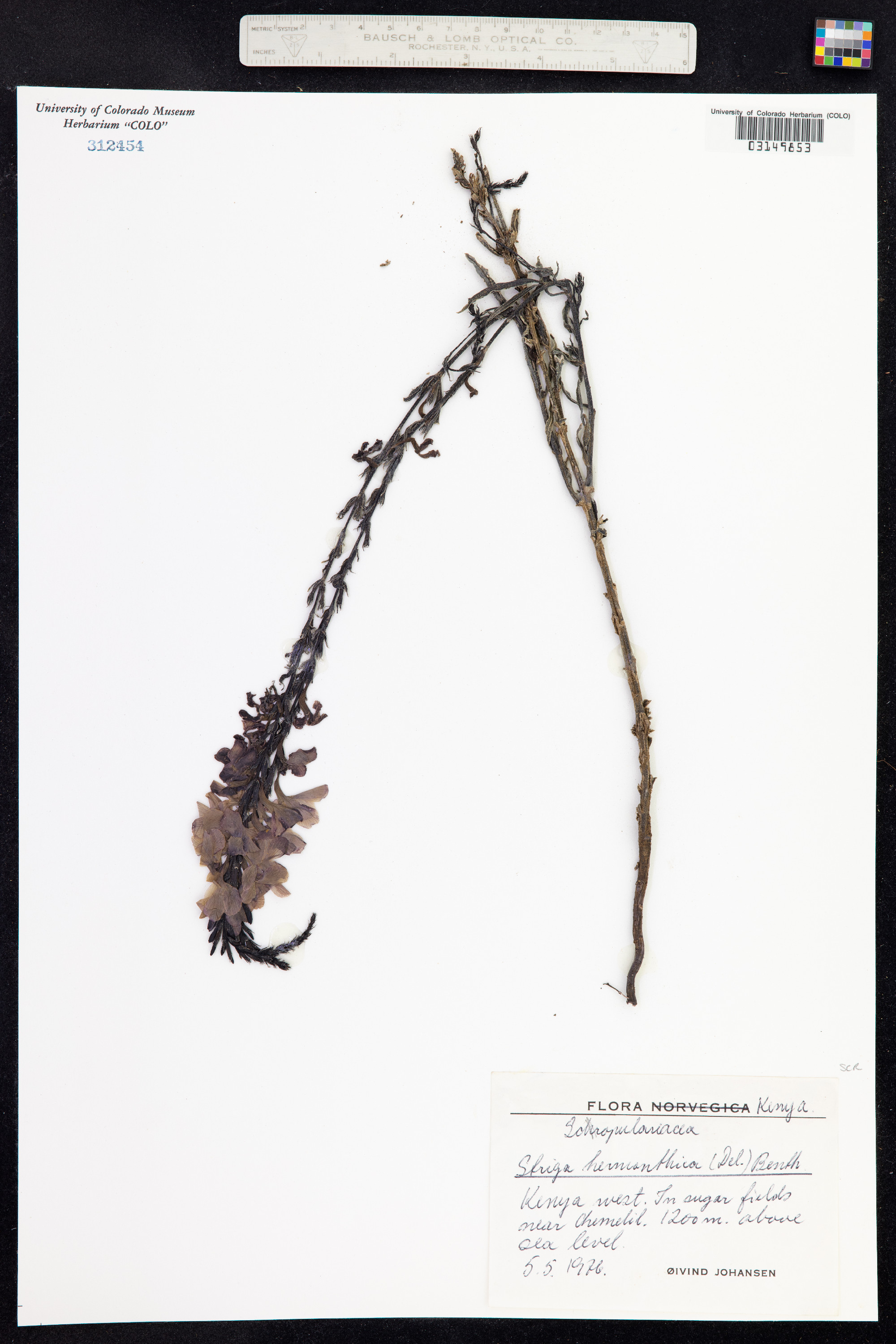 Striga hermonthica image