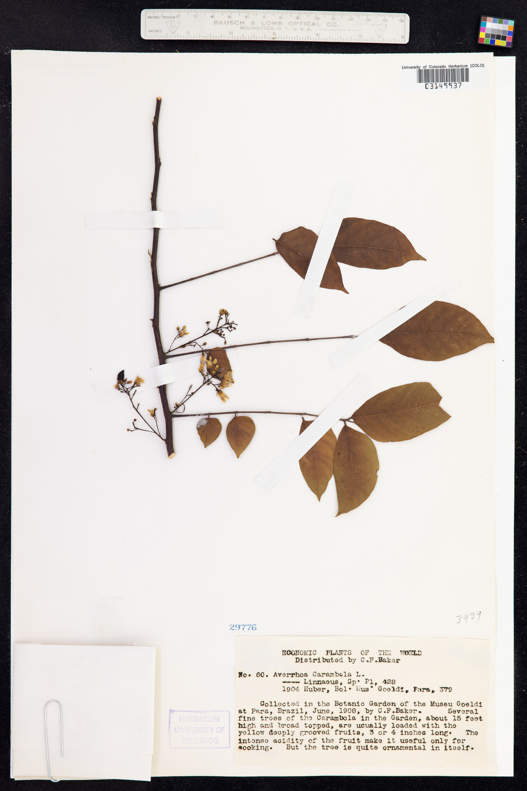 Averrhoa carambola image