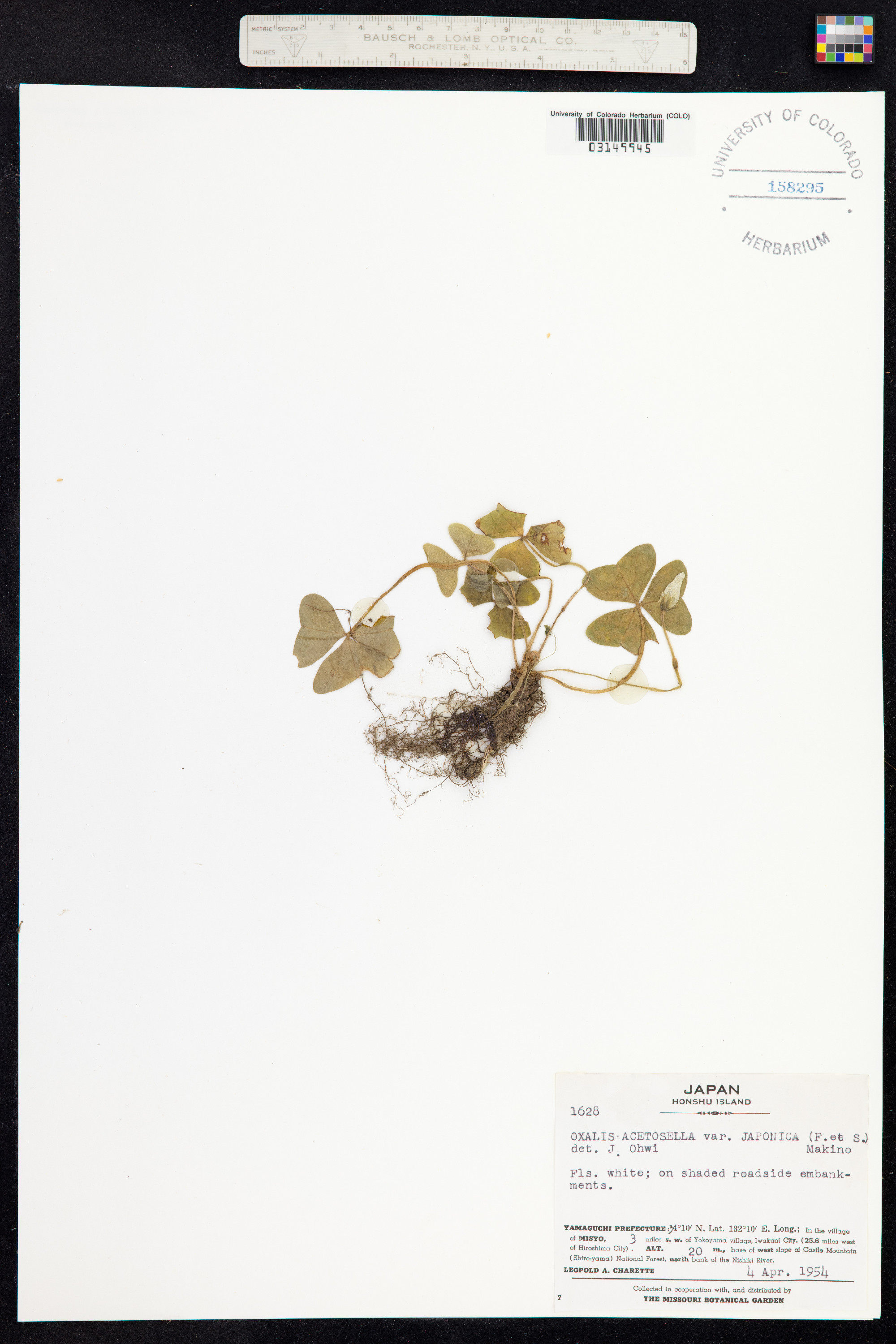 Oxalis acetosella image