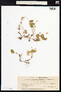 Oxalis acetosella image