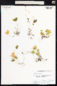 Oxalis acetosella image