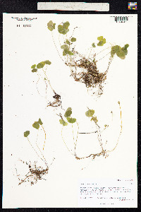 Oxalis acetosella image