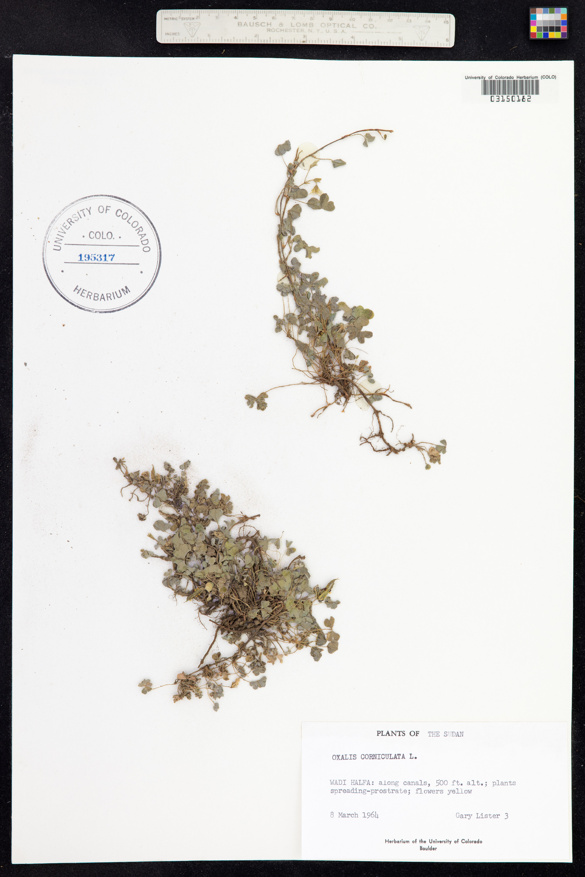 Oxalis image