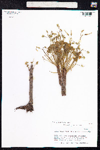 Image of Oxalis carnosa