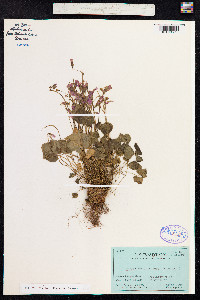 Oxalis latifolia image