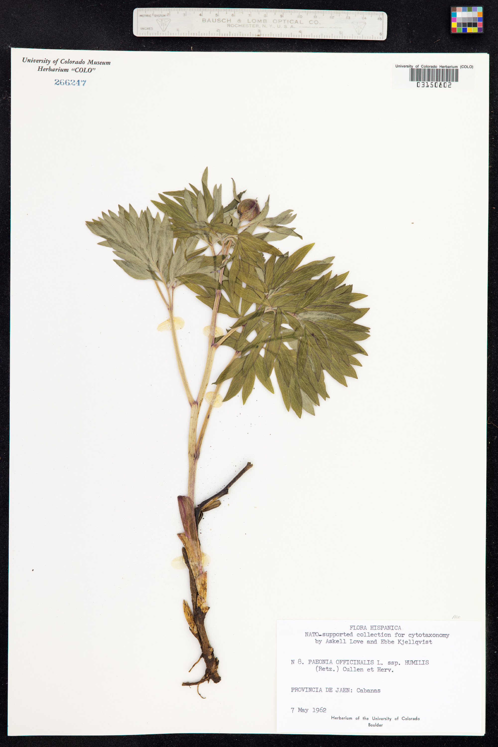 Paeonia officinalis image